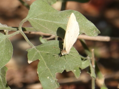 Colotis