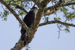 Aquila spilogaster