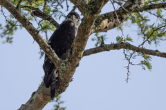 Aquila spilogaster