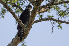 Aquila spilogaster