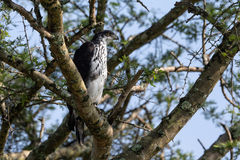 Aquila spilogaster