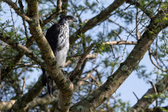 Aquila spilogaster
