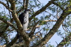 Aquila spilogaster