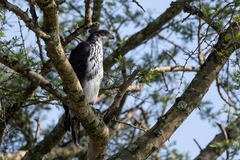 Aquila spilogaster