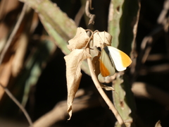 Colotis