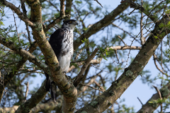 Aquila spilogaster