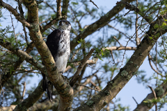 Aquila spilogaster