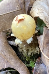 Calostoma lutescens
