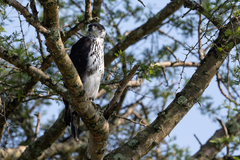 Aquila spilogaster