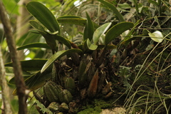 Laelia anceps