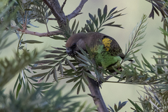 Poicephalus meyeri