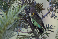 Poicephalus meyeri