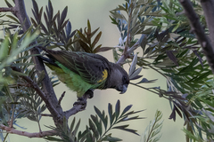 Poicephalus meyeri