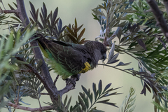 Poicephalus meyeri