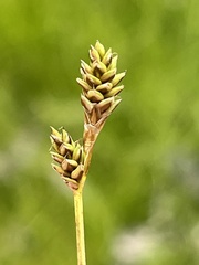 Carex glareosa