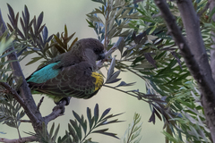 Poicephalus meyeri