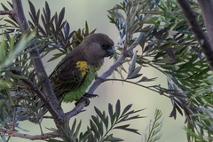 Poicephalus meyeri