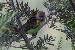 Poicephalus meyeri