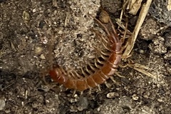 Lithobiomorpha