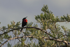 Chalcomitra senegalensis