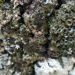 Ricasolia amplissima