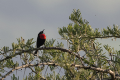 Chalcomitra senegalensis