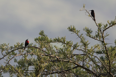 Chalcomitra senegalensis