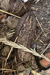 Phyllocaulis soleiformis