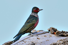 Lewis's Woodpecker photo 1