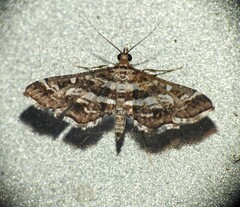 Diasemiopsis ramburialis