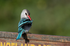 Halcyon senegalensis