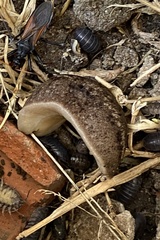 Phyllocaulis soleiformis