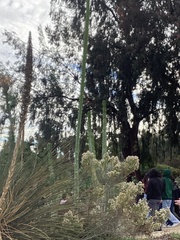 Trichocereus macrogonus
