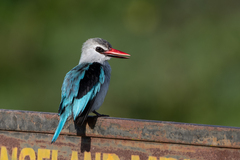 Halcyon senegalensis
