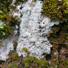 Pertusaria coccodes