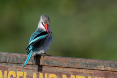 Halcyon senegalensis