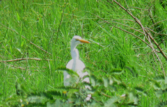 Ardea alba