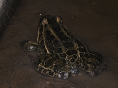 Leptodactylus luctator