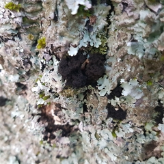 Ricasolia amplissima