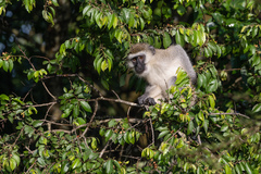 Chlorocebus pygerythrus