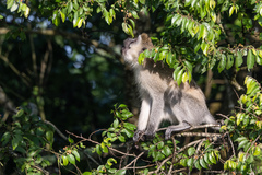 Chlorocebus pygerythrus