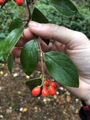 Cotoneaster franchetii