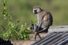 Chlorocebus pygerythrus