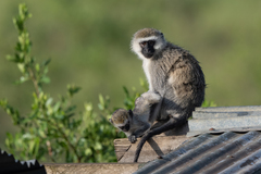 Chlorocebus pygerythrus