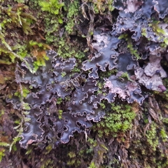 Peltigera collina