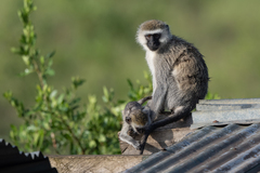 Chlorocebus pygerythrus