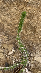 Linanthus californicus