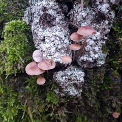 Mycena erubescens