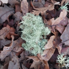 Usnea florida