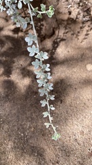 Acmispon argophyllus